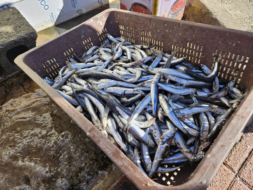 기장 일광바다횟집, 비린내 없이 즐기는 멸치쌈밥! 오션뷰 맛집에서 건강한 한 끼!